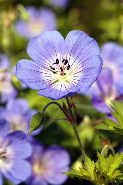 Geranium Rozanne 'Gerwatt — kuvapankkivalokuva