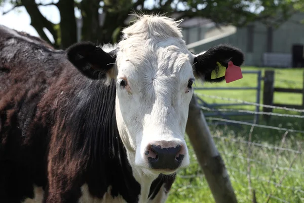 Brauner und weißer Bulle — Stockfoto