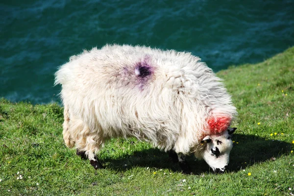 Walisische Schafe weiden — Stockfoto