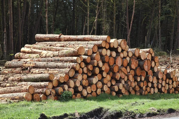 Madeira pinheiros troncos log — Fotografia de Stock