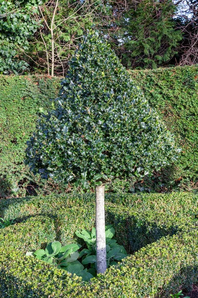 Topiary Boxwood Privet Keř Stříhaný Kuželovitého Tvaru Strom Který Věčně — Stock fotografie