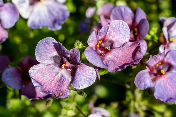 Diascia Denim Blue Ένα Καλοκαιρινό Φθινοπωρινό Ποώδες Πολυετές Λουλούδι Φυτό — Φωτογραφία Αρχείου