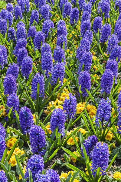 Голубой Гиацинтовый Луковичный Весенний Цветок Желтой Примрозой Которые Являются Весенним — стоковое фото