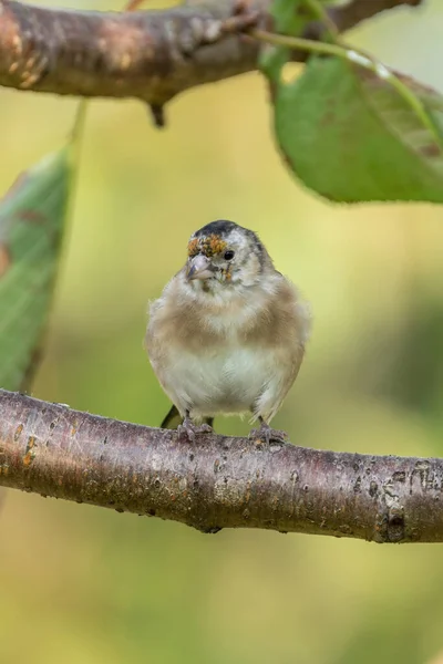 Goldpinch Carduelis Carduelis Madár Ültetett Egy Bokor Amely Egy Közös — Stock Fotó