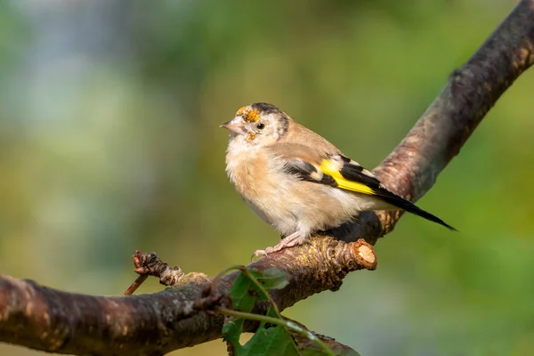 Pinzón Dorado Carduelis Carduelis Pájaro Encaramado Una Rama Arbusto Que —  Fotos de Stock