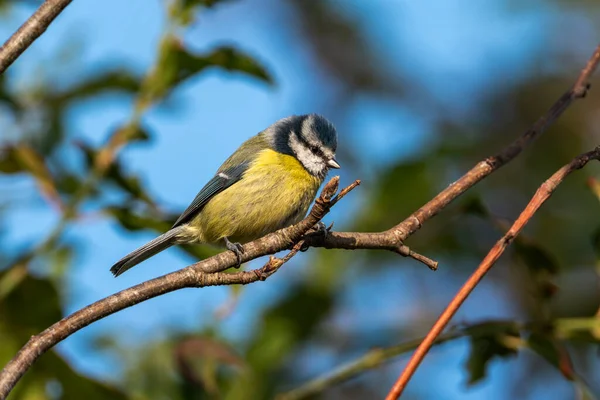 Blaumeise Cyanistes Caeruleus Porträtbild Eines Eurasischen Vogels Der Auf Einem — Stockfoto