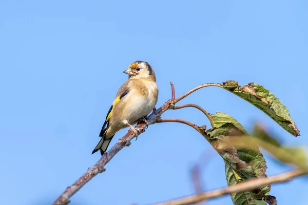 Goldfinch Carduelis Carduelis Pássaro Empoleirado Ramo Arbusto Que Pássaro Cantarilho — Fotografia de Stock