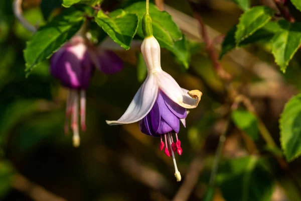 Fuchsia Perennial Hardy Shrub Which Summer Autumn Flower Plant Stock — Stock Photo, Image