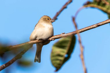 Çit serçesi veya Dunnock, (Prunella modularis) İngiltere ve Avrupa 'da bulunan yaygın bir bahçe ötücü kuşudur.