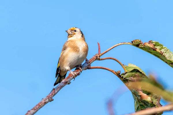 Goldfinch Carduelis Carduelis Pássaro Empoleirado Ramo Arbusto Que Pássaro Cantarilho — Fotografia de Stock
