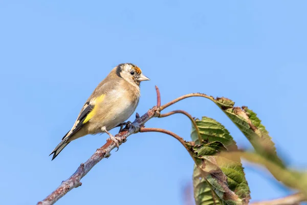 Goldfinch Carduelis Carduelis Pták Usazený Větvi Keře Což Běžný Zahradní — Stock fotografie