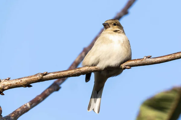 Hedge Sparrow Dunnock Prunella Modularis Bird Perched Shrub Branch Which — стоковое фото