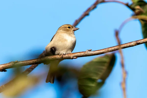 Živý Vrabec Neboli Dunnock Prunella Modularis Pták Sedící Větvi Keře — Stock fotografie