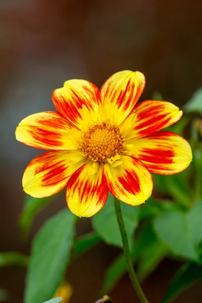 Dahlia Pooh Swan Island Una Flor Amarilla Naranja Flor Verano — Foto de Stock