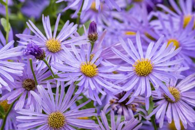 Aster x frikartii 'Monch' lavanta mavisi bir bitkisel bitkisel sonbahar çiçeği genellikle Michaelmas papatyası olarak bilinir.