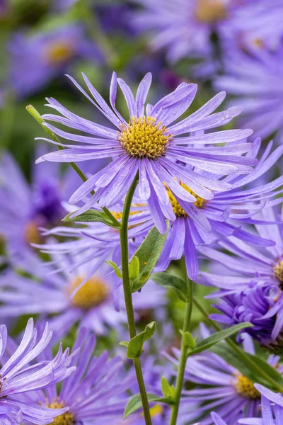 Aster Frikartii Monch Levandule Blue Herbaceous Endennial Summer Autumn Flower — Stock fotografie