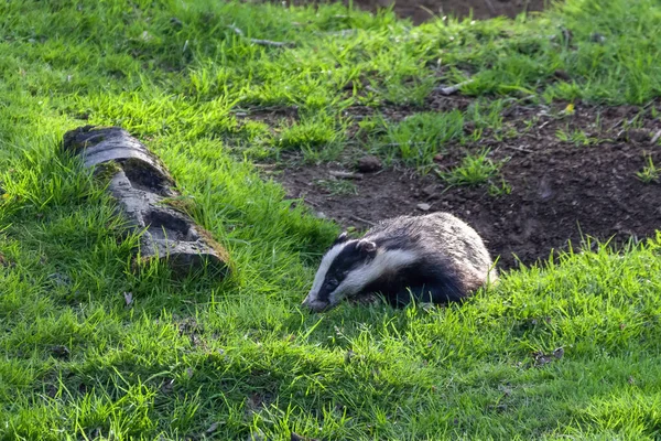 Badger Seekor Binatang Liar Hitam Dan Putih Makan Hutan Hutan — Stok Foto