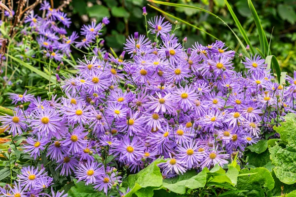 Aster Frikartii Monch Lavender Blue Herbaceous Perennial Summer Flower Plant — 图库照片