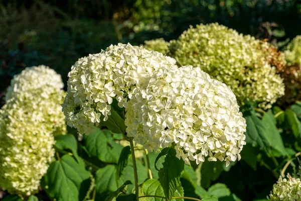 Hydrangea Arborescens Annabelle Fiore Estivo Piccola Pianta Arbustiva Bianca Comunemente — Foto Stock