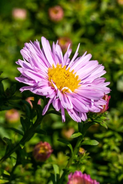 Aster Autumn Jewels \'Rose Quartz\' a pink herbaceous perennial summer autumn flower plant commonly known as Michaelmas daisy, stock photo image
