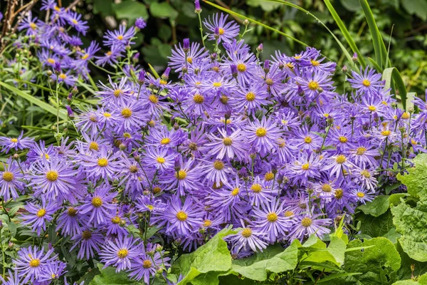 Aster Frikartii Monch Lavender Blue Herbaceous Perennial Summer Flower Plant — 图库照片