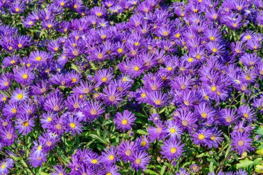 Aster amellus 'Veilchenkonthe' (Violet Queen) sık sık Michaelmas papatyası olarak bilinen mor mavi bir bitkisel sonbahar çiçeği bitkisi.
