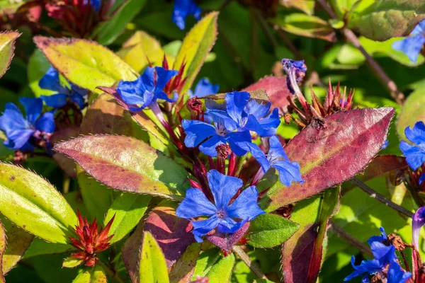 Ceratostigma Plumbaginoides Latem Jesienny Kwiat Roślin Powszechnie Znany Jako Niebieski — Zdjęcie stockowe