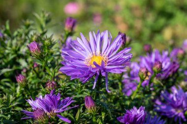 Aster 'Herfstweelde' (Sonbahar Zenginliği), Michaelmas papatyası olarak bilinen lavanta mavisi, bitkisel bir yaz sonbahar çiçeği bitkisi.