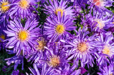 Aster 'Herfstweelde' (Sonbahar Zenginliği), Michaelmas papatyası olarak bilinen lavanta mavisi, bitkisel bir yaz sonbahar çiçeği bitkisi.