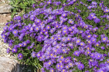 Aster 'Herfstweelde' (Sonbahar Zenginliği), Michaelmas papatyası olarak bilinen lavanta mavisi, bitkisel bir yaz sonbahar çiçeği bitkisi.
