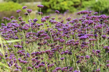 Verbena bonariensis, sık sık mor üst veya Arjantin mine çiçeği olarak bilinen, uzun ömürlü mor bir yaz çiçeği bitkisi.