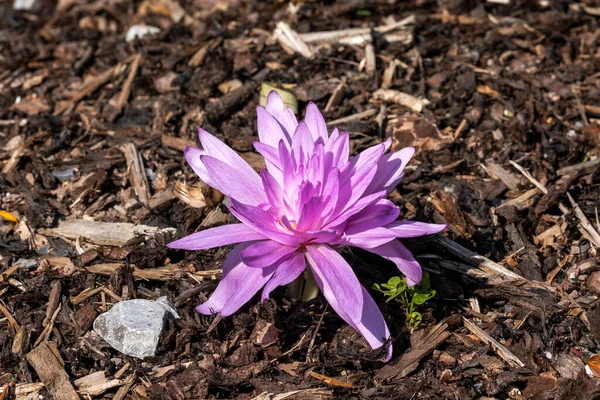 Colchicum Autumnale Waterlily Осенний Осенний Цветок Лампы Завод Широко Известный — стоковое фото