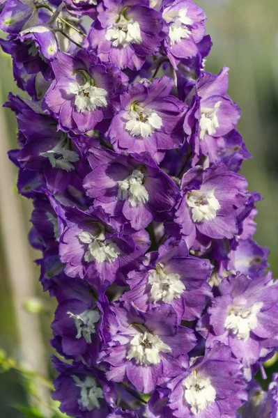 デルフィニウムのエルタム ルビー火曜日 一般的にラークスパー ストックフォトイメージとして知られている紫色の草本春の夏の花の植物 — ストック写真