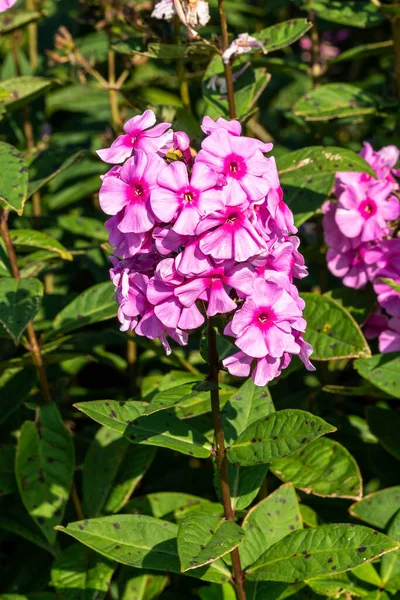 Phlox Paniculata Eva Cullum Różowy Ziołowy Jesienny Kwiat Roślin Zdjęcie — Zdjęcie stockowe