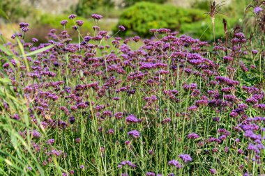 Verbena bonariensis, sık sık mor üst veya Arjantin mine çiçeği olarak bilinen, uzun ömürlü mor bir yaz çiçeği bitkisi.