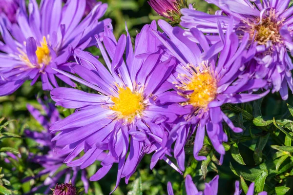 Aster Herfstweelde Jesienne Bogactwo Lawendowy Niebieski Zielony Wieloletni Letni Jesienny — Zdjęcie stockowe