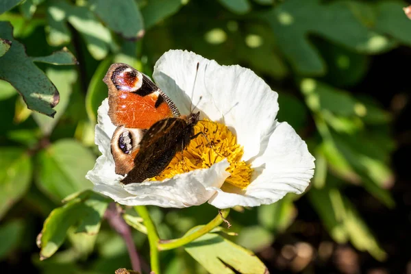 白いロンネヤの花の植物に羽を伸ばして給餌する孔雀蝶 Aglais ストックフォトイメージ — ストック写真