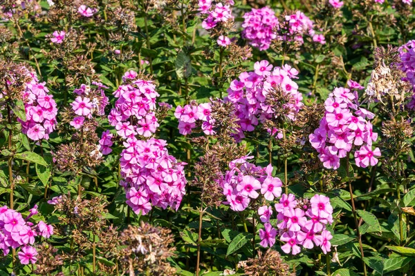 Phlox Paniculata Eva Cullum Una Planta Flores Otoño Verano Herbácea —  Fotos de Stock