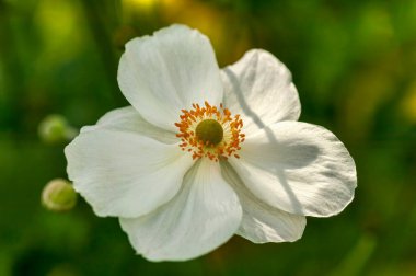 Anemone x Hybrida 'Honorine Jobert', Japon şakayığı olarak da bilinen, bitkisel bir yaz sonbahar çiçeği bitkisi.
