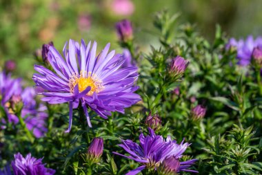 Aster 'Herfstweelde' (Sonbahar Zenginliği), Michaelmas papatyası olarak bilinen lavanta mavisi, bitkisel bir yaz sonbahar çiçeği bitkisi.