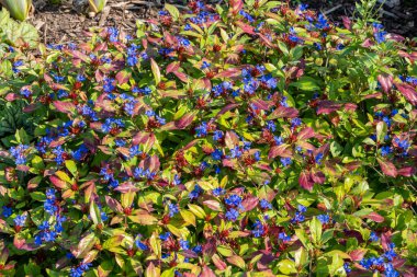 Ceratostigma plumbaginoides a summer autumn flower plant commonly known as blue flowered leadwort, stock photo image clipart