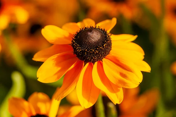 Rudbeckia Hirta Toto Yellow Orange Herbaceous Perennial Summer Autumn Flower — Stock Photo, Image