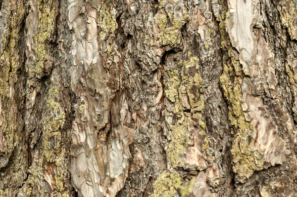 Pinus Nigra Subsp Nigra Kahverengi Ağaç Kabuğu Makro Kaplama Doku — Stok fotoğraf