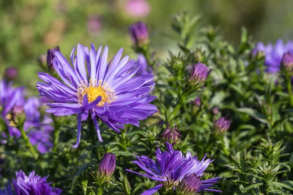 Aster Herfstweelde 秋天的财富 一种薰衣草蓝色的一年生夏季草本植物 Michaelmas Daisy — 图库照片