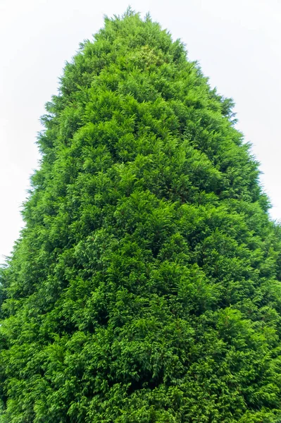Leylandii Leyland Cyprus Cupressocyparis Evergreen Coniferous Tree Very Fast Rapid — Stock Photo, Image