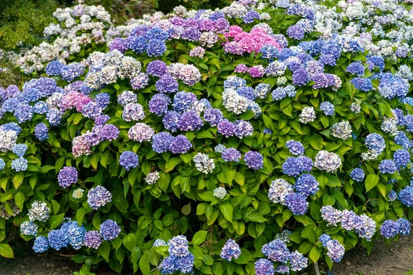 Hydrangea Macrophylla Marne Blå Pink Knallert Foråret Sommer Blomst Busk - Stock-foto