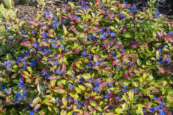 Ceratostigma Plumbaginoides Una Pianta Fiori Autunno Estate Comunemente Conosciuta Come — Foto Stock