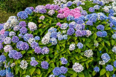 Hydrangea Macrophylla 'La Marne' mavi bir pembe paspas bahar bahar çiçeği çalı bitkisi yaygın olarak Bigleaf hydrangea ya da Fransız ortancası olarak bilinir, stok fotoğrafı