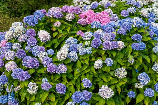 Hydrangea Macrophylla Marne Una Planta Arbustos Flores Primavera Verano Color — Foto de Stock