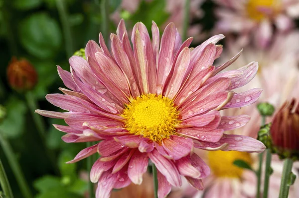 Chrysanthemum Columbine Rosa Sommar Blomma Växt Allmänt Känd Som Mamma — Stockfoto